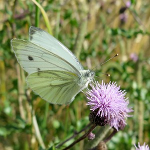 Schmetterling Kohlweißling auf Blüte